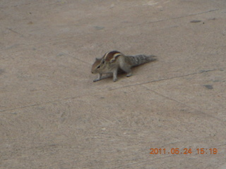 India - Bengaluru (Bangalore) - lake park chipmunk
