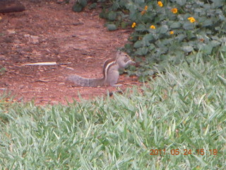 India - Bengaluru (Bangalore) - lake park chipmunk