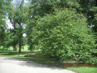 Cheltenham Cross Country - Curtis Arboretum