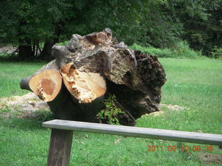 Cheltenham Cross Country - Curtis Arboretum