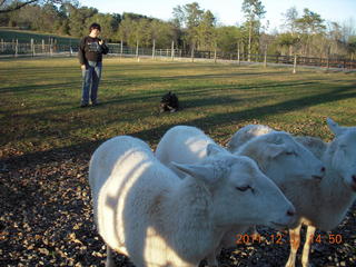 Joe's and Vicki's yard - sheep