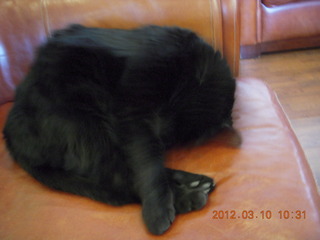 Flagstaff Airport (FLG) cat Stealth