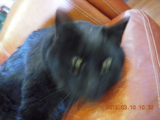 Flagstaff Airport (FLG) cat Stealth