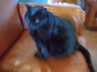 black cat Stealth at Flagstaff (FLG)