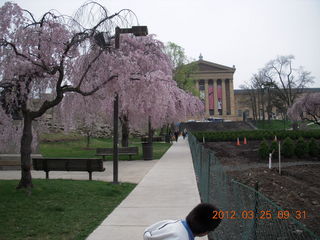 blossoms at Philadelphia Art Museum