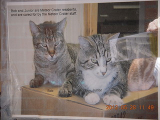 picture of meteor crater cats