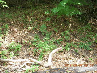 Cheltenham XC Curtis Arboretum - Amy