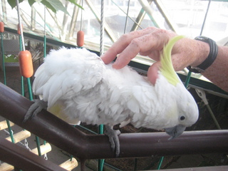 Jeremy C photo - Cairns, Australia, casino ZOOm - Adam petting white cockatoo