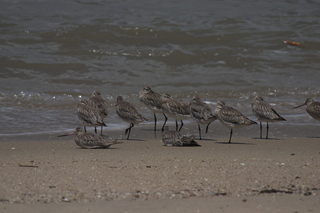 Jeremy C photo - Cairns, Australia, birds on the beach