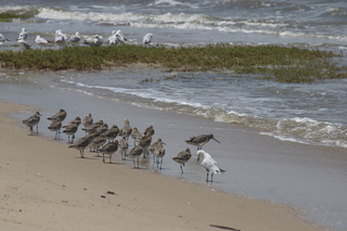 Jeremy C photo - Cairns, Australia, birds on the beach