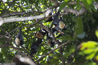 Cairns, Australia - bats