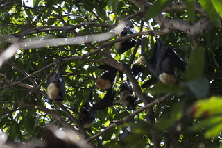 Cairns, Australia - bats