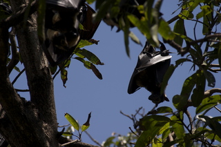 Cairns, Australia - bats