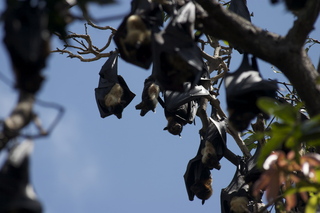 Cairns, Australia - bats