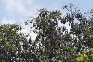 Cairns, Australia - bats