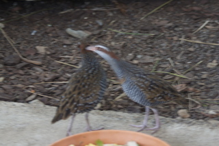 Cairns, Australia run - birds