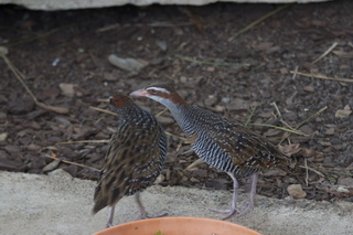 Jeremy C photo - Cairns, Australia, casino ZOOm - birds