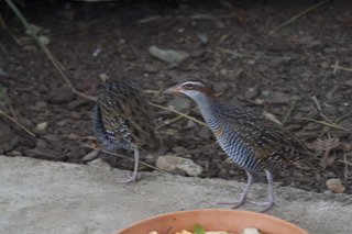 Cairns, Australia run - birds