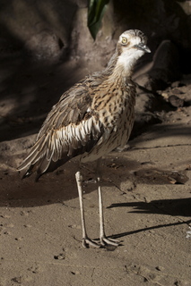 58 83h. Jeremy C photo - Cairns, Australia, casino ZOOm - bird