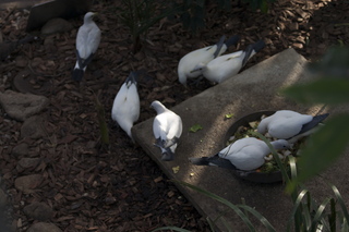 Cairns, Australia run - Cairns Botanical Garden - lily lake - birds