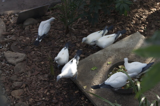 Jeremy C photo - Cairns, Australia, casino ZOOm - birds