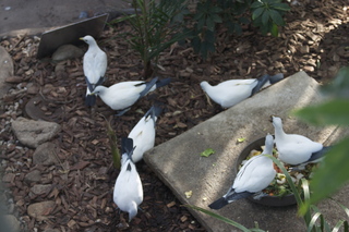 Jeremy C photo - Cairns, Australia, birds on the beach