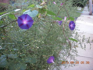 Philadelphia flowers