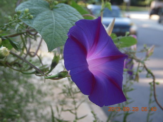 Philadelphia flowers