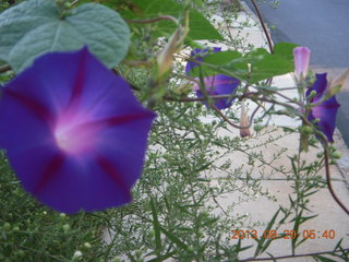 Philadelphia flowers