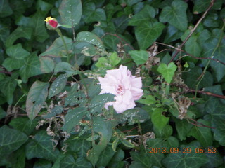 Philadelphia flowers