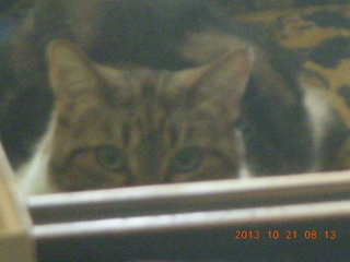 my cat Penny peeking over the chair