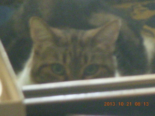 Adam with fake hair hat