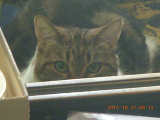 Adam with fake hair hat