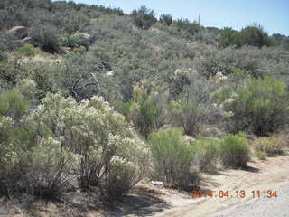 Bagdad run - Adam - back