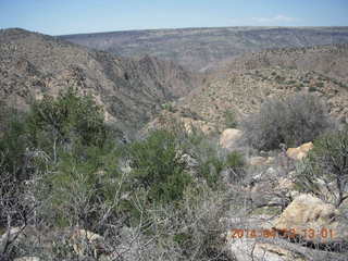 Bagdad hike (my old running loop) - bird in flight