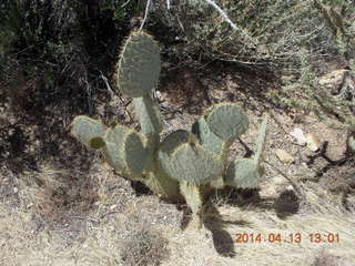 Bagdad hike (my old running loop) - cactus