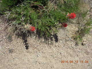 Bagdad hike (my old running loop) - flowers