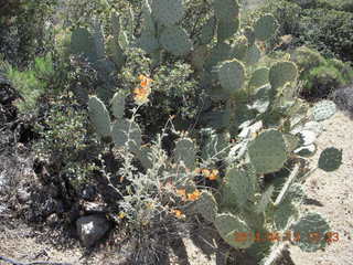 Bagdad hike (my old running loop) - flowers