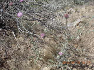 Bagdad hike (my old running loop) - plants