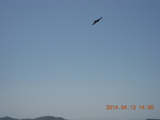 Bagdad hike (my old running loop) - bird in flight
