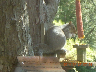 Helen and Jim A house - squirrel on chair