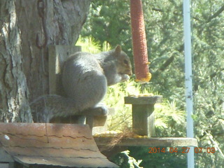 Helen and Jim A house - squirrel on chair