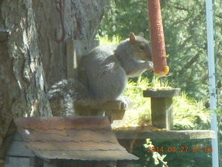 Helen and Jim A house - squirrel on chair