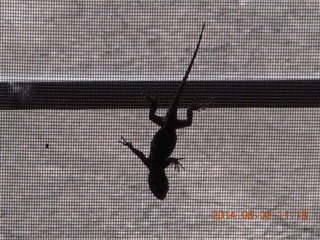 182 8m3. Double Circle Ranch - live lizard in the window