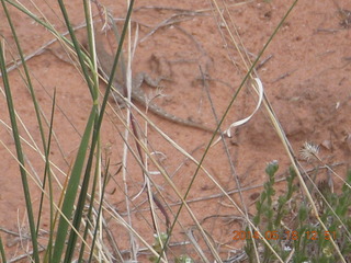 276 8mj. Canyonlands National Park - Needles - Elephant Hill + Chesler Park hike - lizard