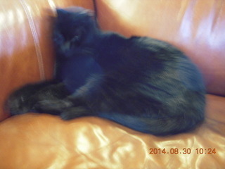 Flagstaff Airport - black cat - Stealth or Cessna