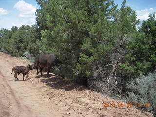 233 8zw. drive to Calamity Mine - cows