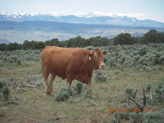 234 8zw. drive to Calamity Mine - cow