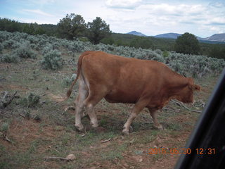 236 8zw. drive to Calamity Mine - cow