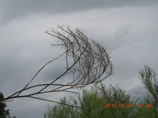 301 8zw. Calamity Mine camp site - plant